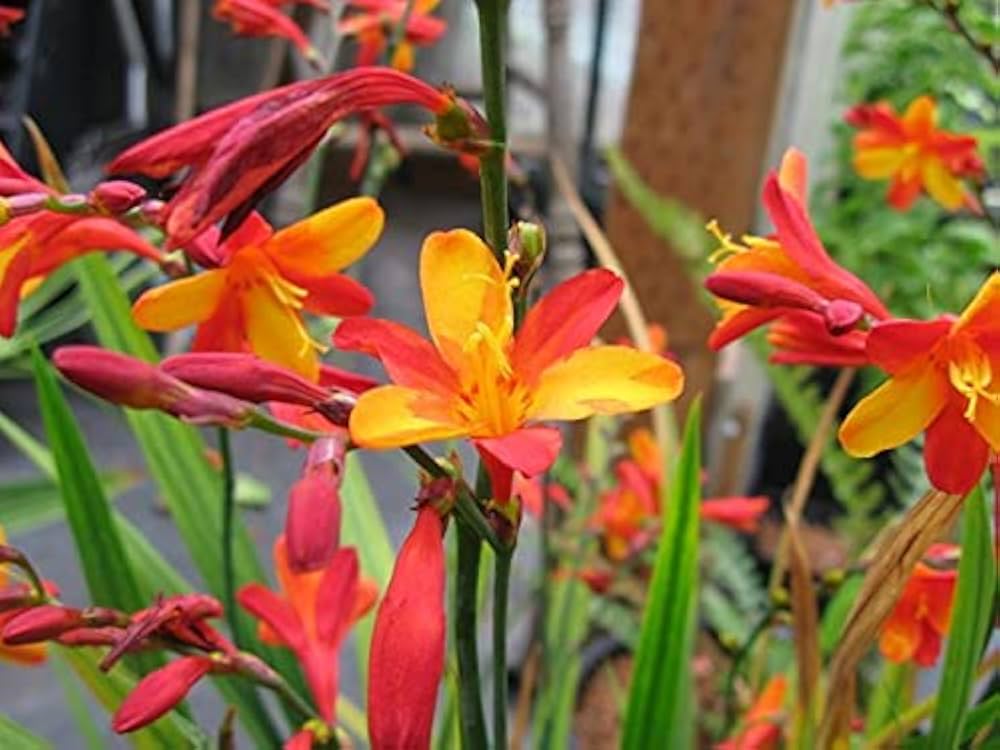 Crocosmia Flower seeds for Planting - Wildflower Mix, Heirloom & GMO Free Seeds for Home Garden