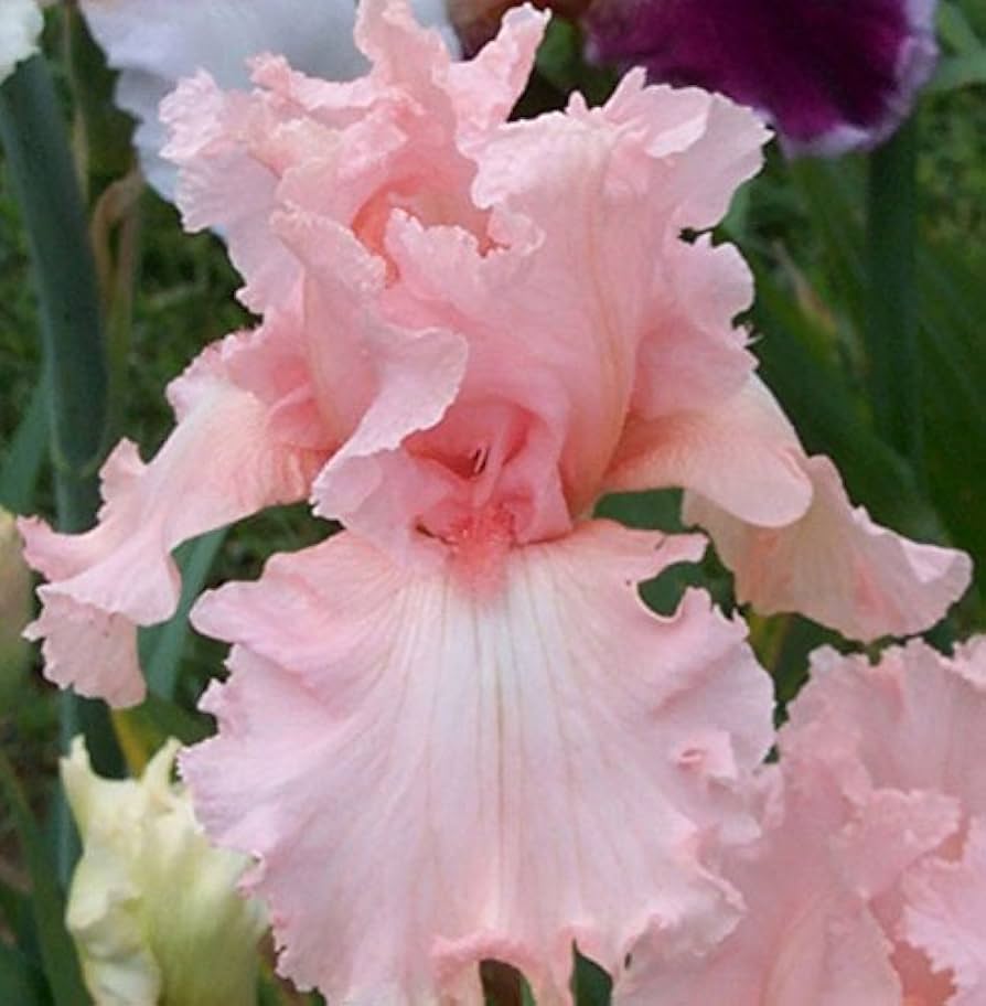 Pink Iris Seeds, Popular Perennial Garden Flower, Gorgeous Cut Flower