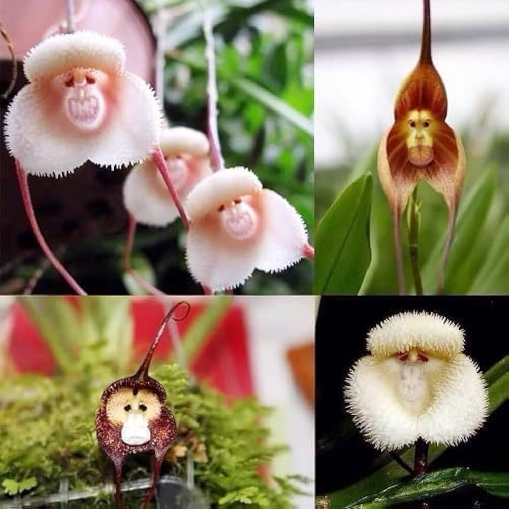 Monkey Face Orchid Dracula Simia Flower Seeds