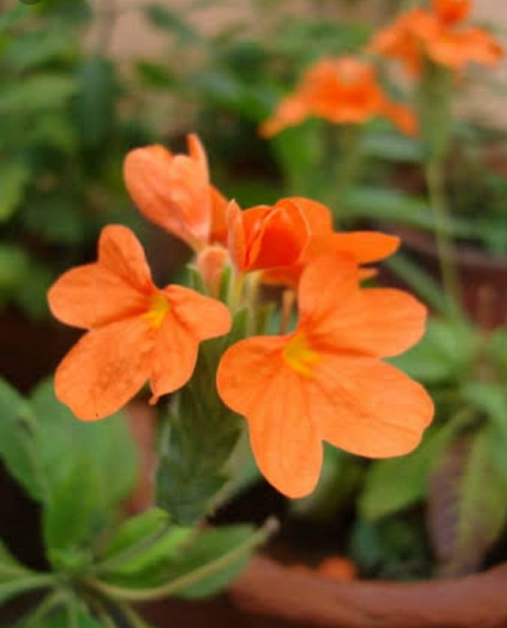 Crossandra Seeds for Planting Crossandra infundibuliformis for shaded flower beds and borders