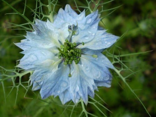 Nigella Love in the Mist Mixed Colors Seed for Plantings for Planting for Vibrant Garden Blooms Heirloom Non-GMO Seeds