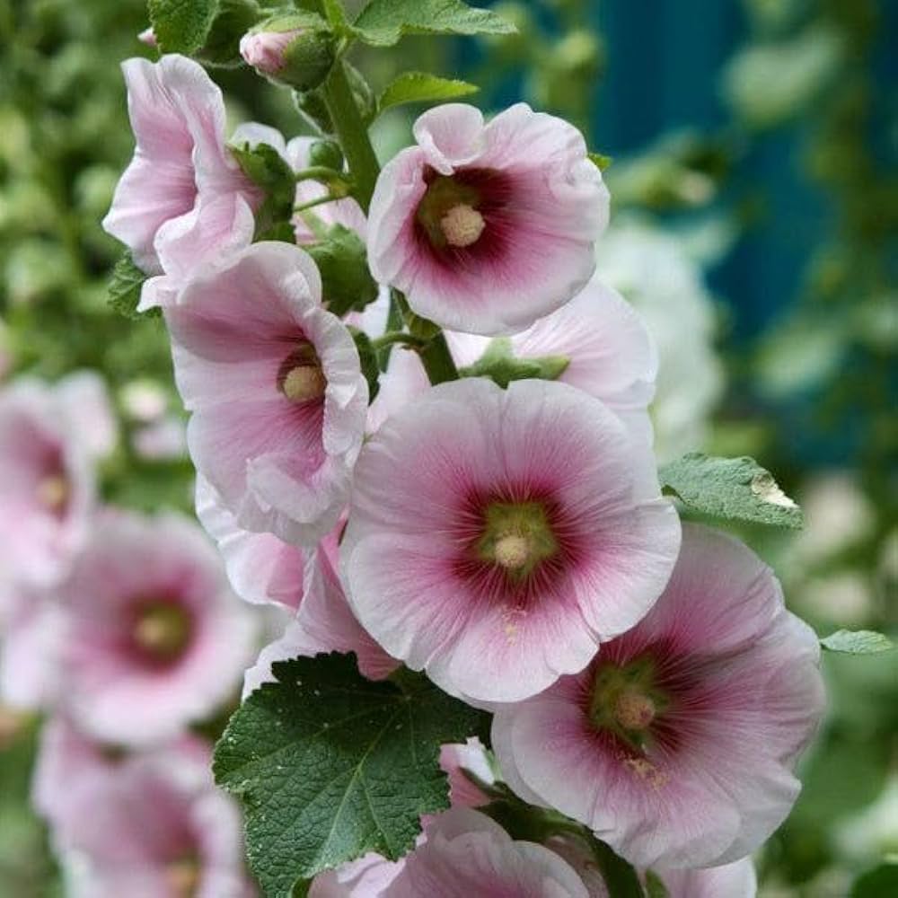 Evergrowseeds hollyhock Alcea rosea flower seeds for planting in a garden flower bed, showing seed packets and blooming hollyhocks.