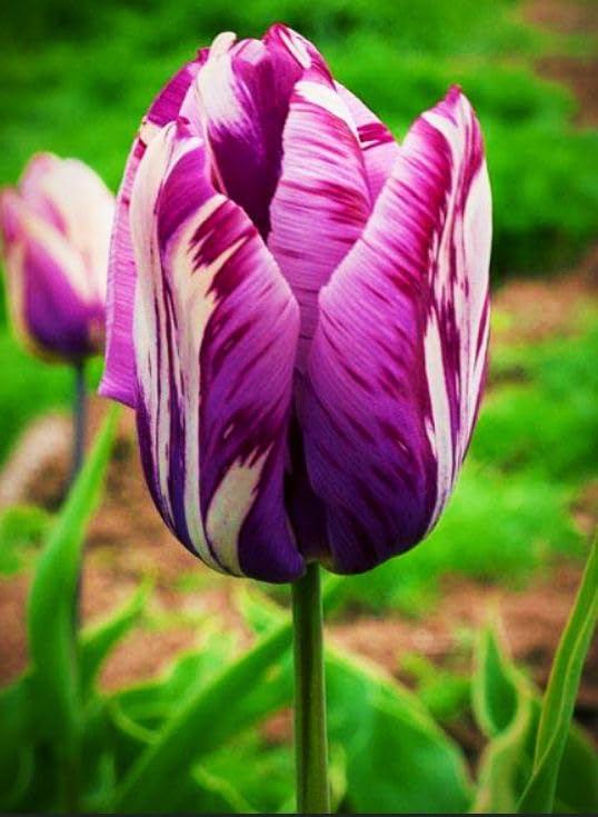 White Purple Tulip Flower seeds for Planting - Seasonal Bloomer, Heirloom & GMO Free Seeds for Home Garden