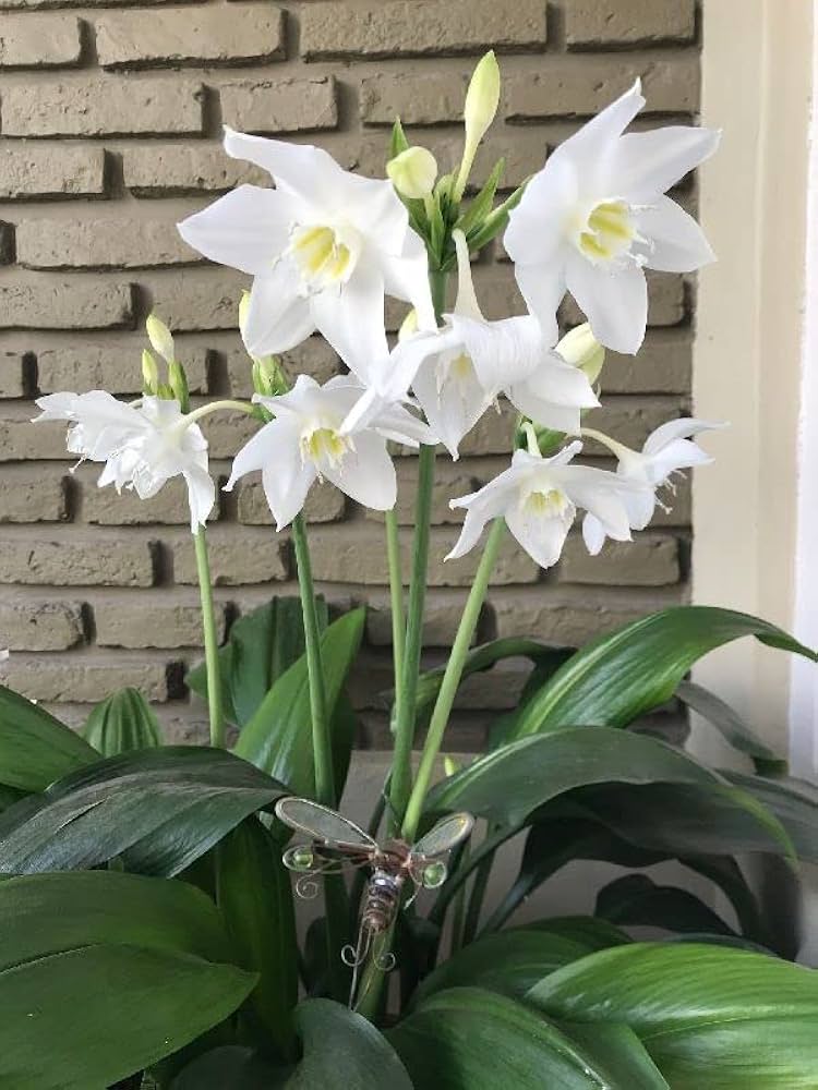 Germer Lily Cardiocrinum giganteum Seeds for Planting perennial garden shady spots