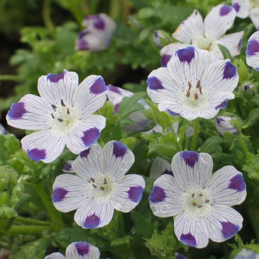 Five Spot Nemophila maculata Flower Seeds for Planting in Flower Bed and Wildflower Garden