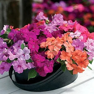 Impatiens Impatiens walleriana Flower Seeds for Planting in Flower Bed & Garden