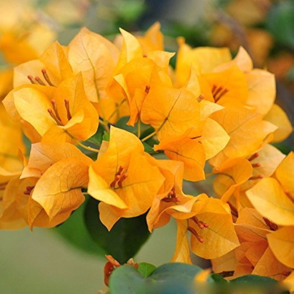 Bougainvillea Yellow Flower seeds for Planting - Cut Flower Favorite, Heirloom & GMO Free Seeds for Home Garden