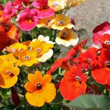 Mixed Carnival Flower seeds blooming in flower beds, containers, borders, and pollinator-friendly gardens