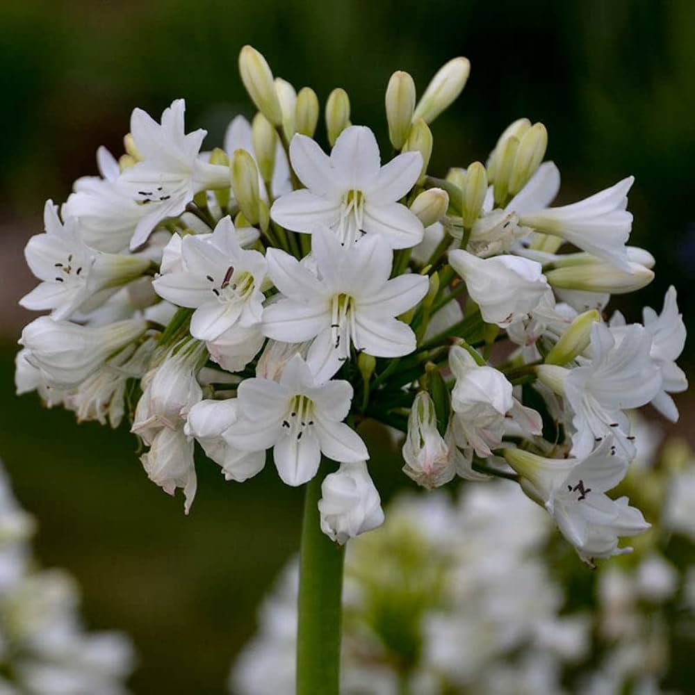 White Agapanthus Seeds for Planting - Heirloom, Non-GMO Flower Seeds for Garden Beds and Borders