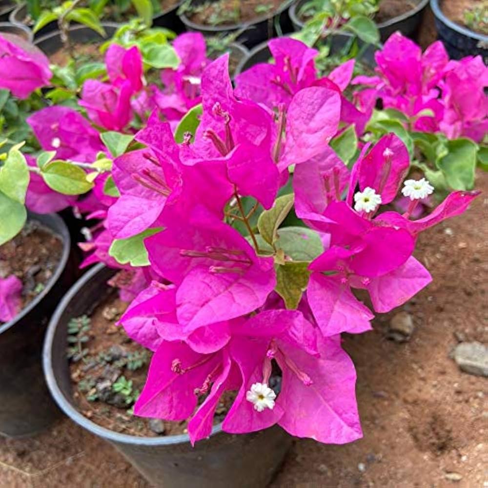 Bougainvillea Flower seeds for Planting Shade Tolerant Heirloom & GMO Free Seeds for Home Garden