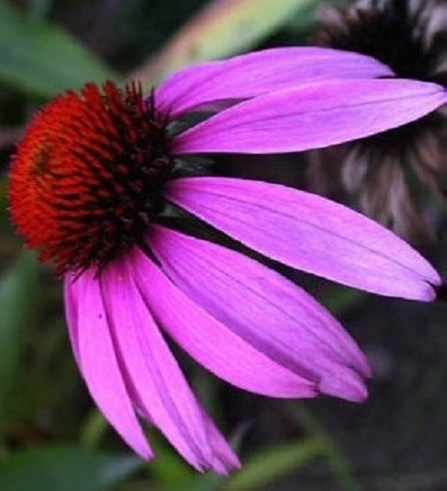 Echinacea Echinacea purpurea for planting in herbal garden