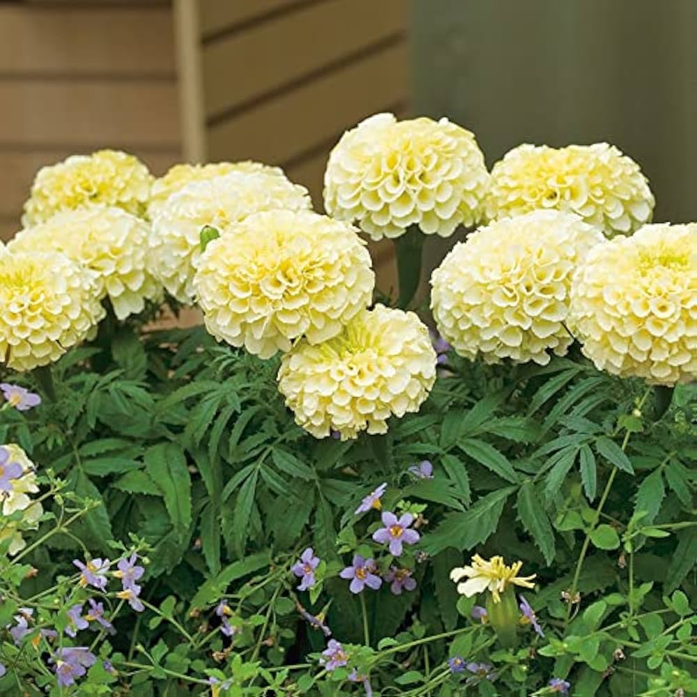 African Marigold Tagetes erecta Seeds for Planting - Ideal for Flower Bed & Urban Garden