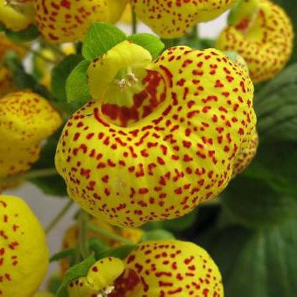 Yellow Gloxinia Flower Seeds Planting