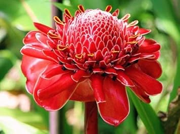 Red Torch Ginger Flower seeds for Planting - Premium Quality, Heirloom & GMO Free Seeds for Home Garden
Sale for planting in home garden.