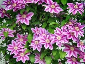Perennial Vine Climbing Flower seeds for Planting - Cottage Garden Essential, Heirloom & GMO Free Seeds for Home Garden
Sale seeds for home garden