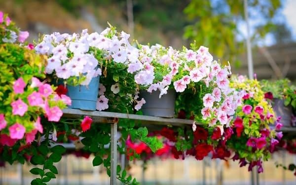 Pilea Flower Seeds (Mixed Colors) for Unique Indoor Plants