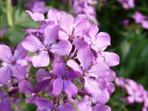 Evening Broth Matthiola Seeds for Fragrant Night-Blooming Flowers