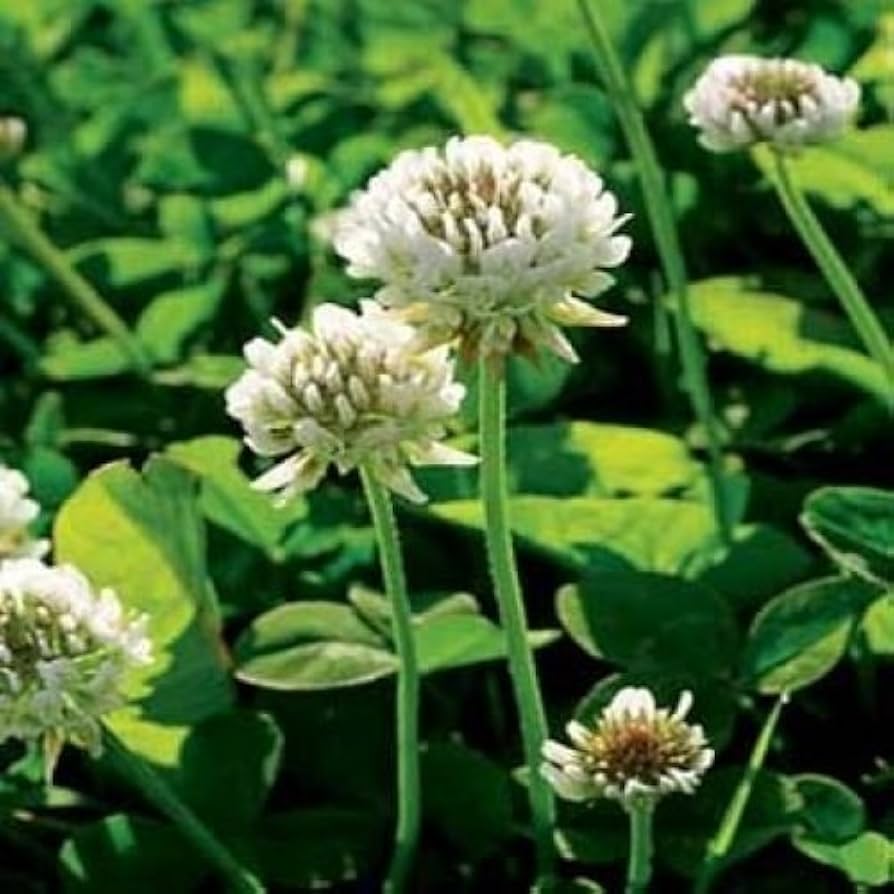 Clover Flower seeds for Planting - Cut Flower Favorite, Heirloom & GMO Free Seeds for Home Garden
