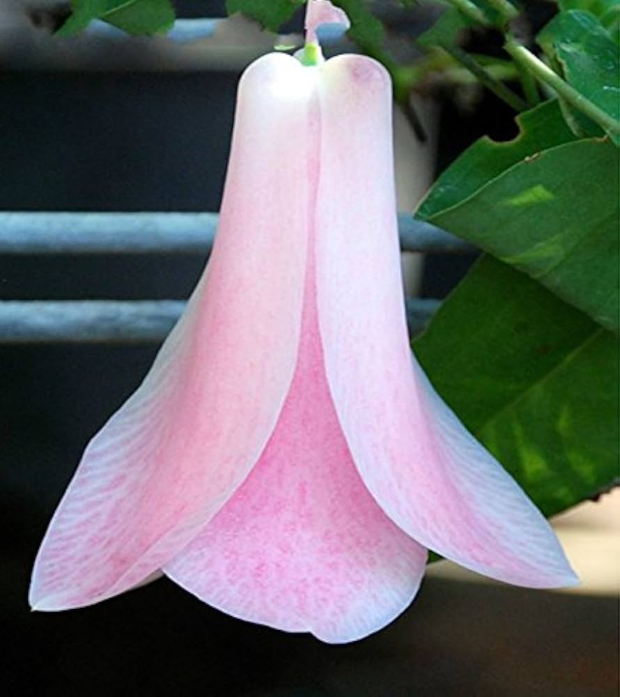 Rare Bellflower Campanula Chile Rosea Flower Pots