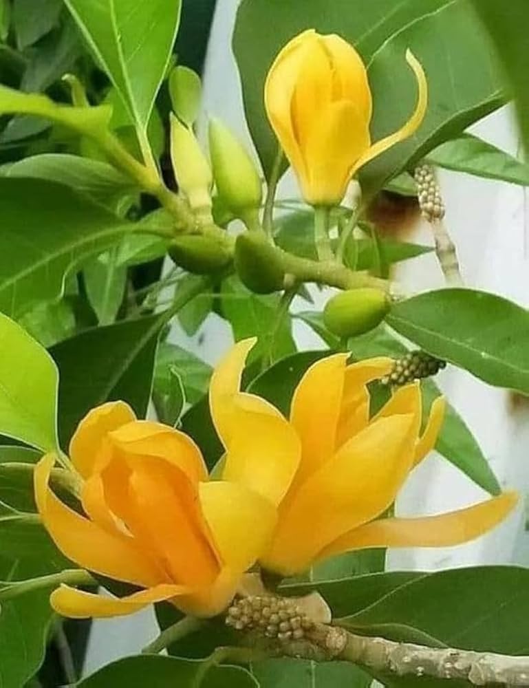 Chempaca Flower seeds for Planting - Fragrant Blossoms, Heirloom & GMO Free Seeds for Home Garden