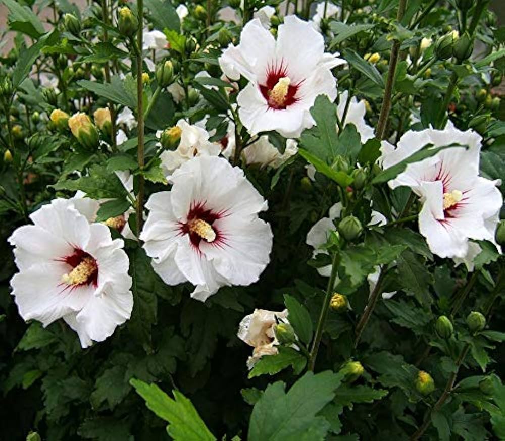 Syriacus Flower seeds for Planting - Pollinator Friendly, Heirloom & GMO Free Seeds for Home Garden