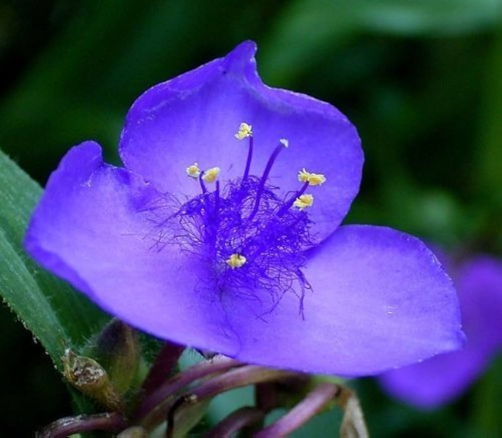 Blue Tradescantia Flower seeds for Planting - Long Bloom Season, Heirloom & GMO Free Seeds for Home Garden
Sale seeds for planting in home garden
