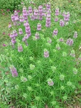 Violet Citriodora Flower seeds for Planting - Compact Growth, Heirloom & GMO Free Seeds for Home Garden
Sale seeds for home garden