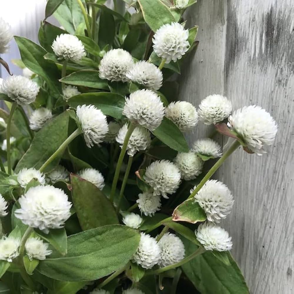 Gomphrena Higro White Seeds for Planting Elegant Globe Flowers