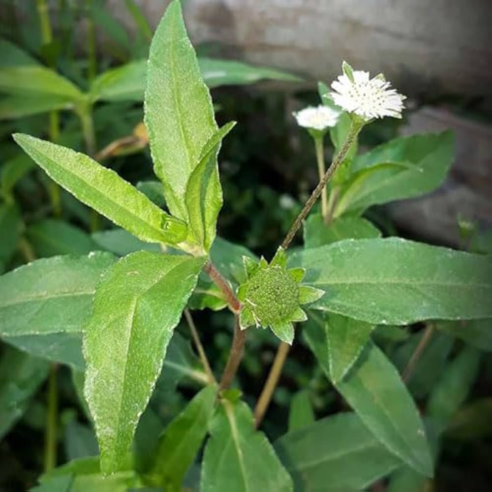 Bhringraj Eclipta alba Seeds for Planting in Herbal Garden