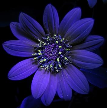 Violet Sunflower Flower seeds for Planting - Pollinator Friendly, Heirloom & GMO Free Seeds for Home Garden
Sale for planting in home garden.