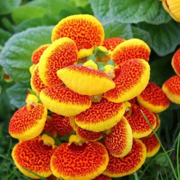 Slipper Flower seeds for Planting Vibrant Colors Heirloom & GMO Free Seeds for Home Garden