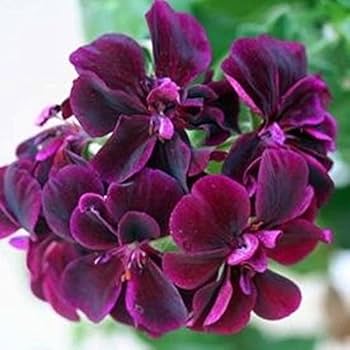 Dark Pink Black Geranium Flower Seeds for Planting - Vibrant and Elegant