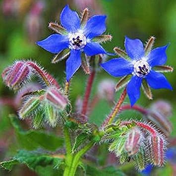 Blue Borage Flower seeds for Planting - Vibrant Colors, Heirloom & GMO Free Seeds for Home Garden
Sale for planting in home garden.