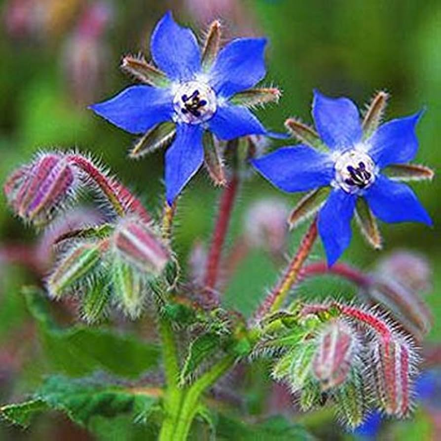 Blue Borage Flower seeds for Planting - Easy to Grow, Heirloom & GMO Free Seeds for Home Garden
Sale seeds for planting in home garden