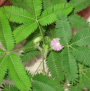Pink Mimosa Flower seeds blooming in flower beds, containers, borders, and pollinator-friendly gardens