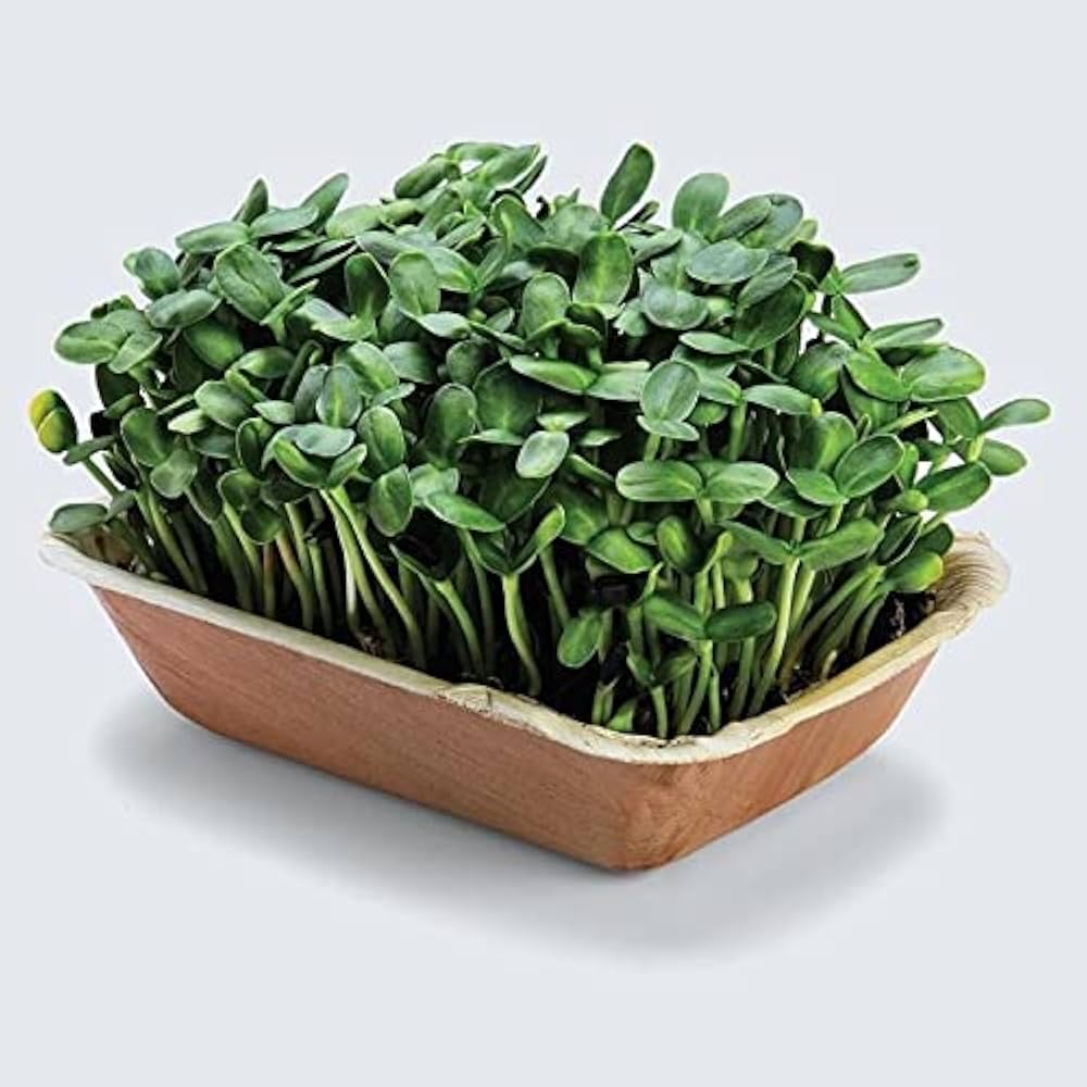 Sunflower Microgreens Flower seeds for Planting - Cottage Garden Essential, Heirloom & GMO Free Seeds for Home Garden
Sale seeds for planting in home garden