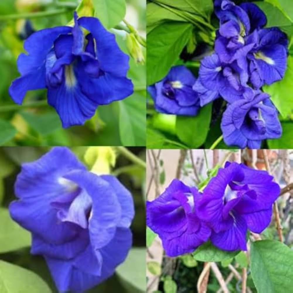 Mix Ternatea Flower seeds blooming in flower beds, containers, borders, and pollinator-friendly gardens