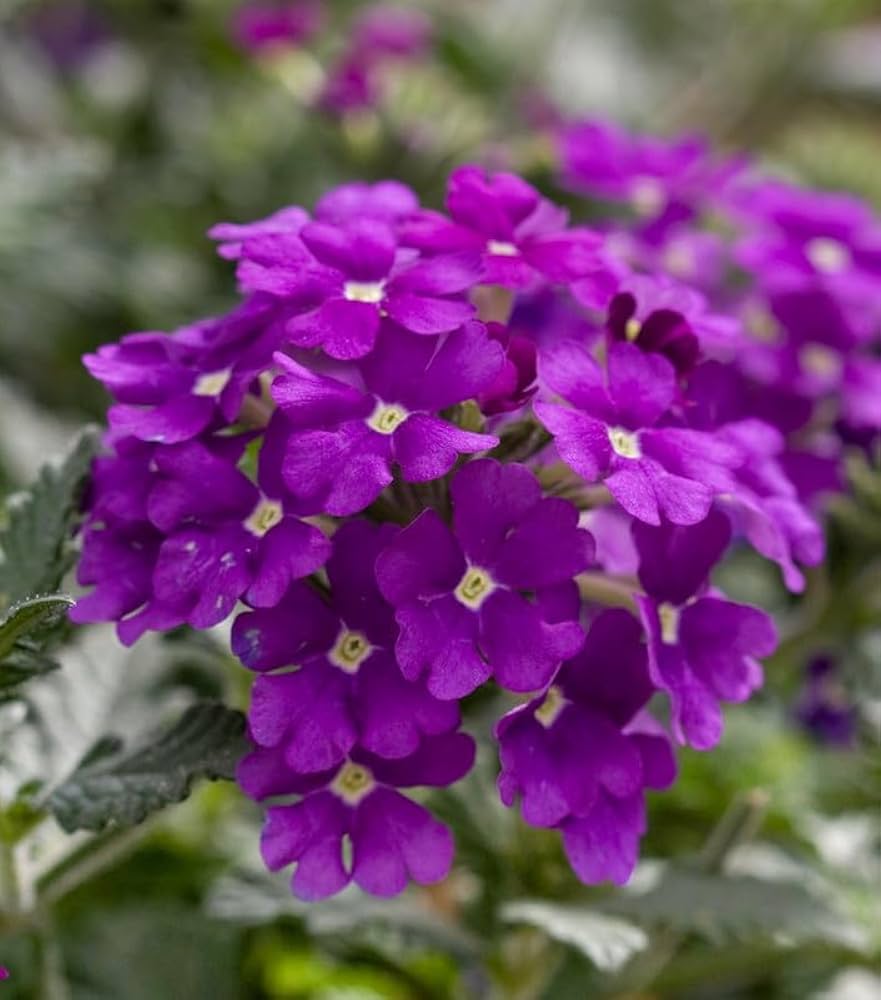 Verbena Hybrida Seeds for Planting - Perfect for Flower Bed & Home Garden