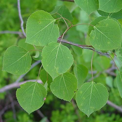 Tremuloides Tree Seeds - Planting Pack Flower