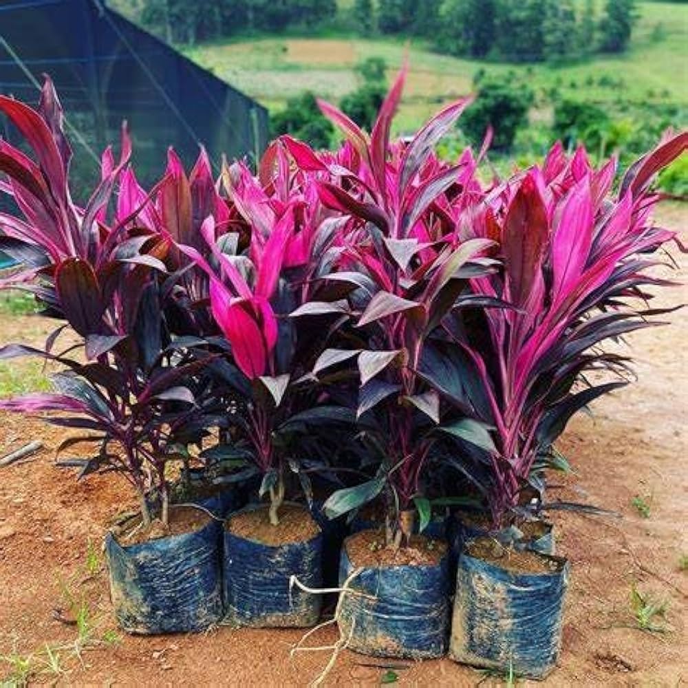 Cordyline Rubra Flower seeds for Planting - Wildflower Mix, Heirloom & GMO Free Seeds for Home Garden