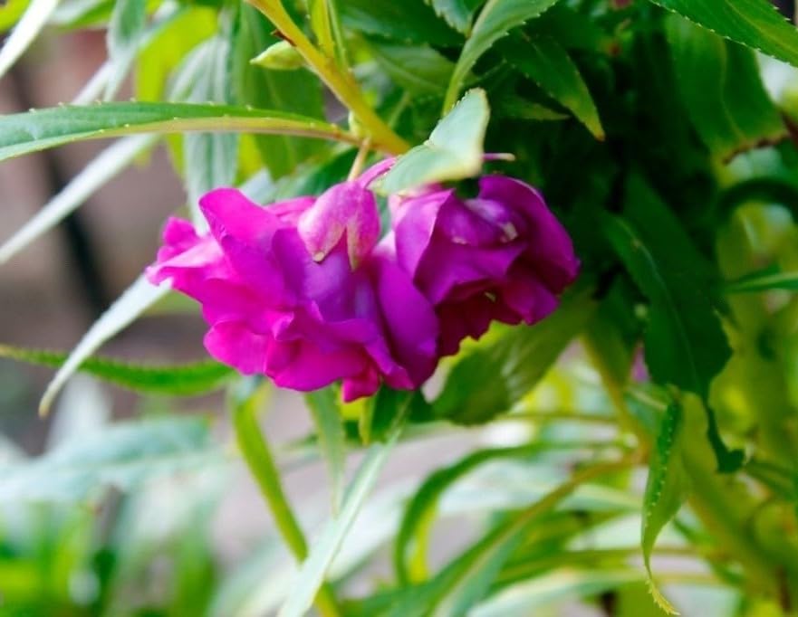 Purple Balsamine Flower seeds for Planting - Drought Tolerant, Heirloom & GMO Free Seeds for Home Garden