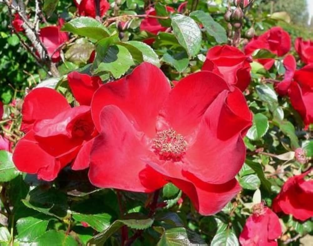 Red Rugrose Rose Flower Planting Seeds