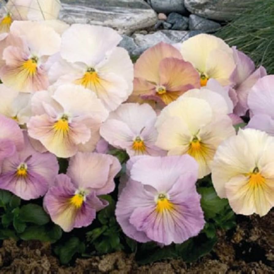 Inspire Peach Shades Flower Seeds for Soft, Warm Garden Blooms