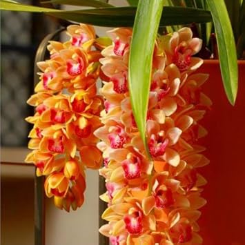 Orange Cymbidium Orchid Flower seeds blooming in flower beds, containers, borders, and pollinator-friendly gardens