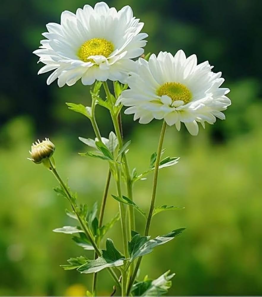 White & Yellow Chrysanthemum Flower seeds for Planting - Sun Loving, Heirloom & GMO Free Seeds for Home Garden