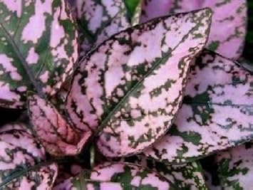 Mix Hypoestes Flower seeds for Planting - Vibrant Colors, Heirloom & GMO Free Seeds for Home Garden
Sale seeds for planting in home garden
