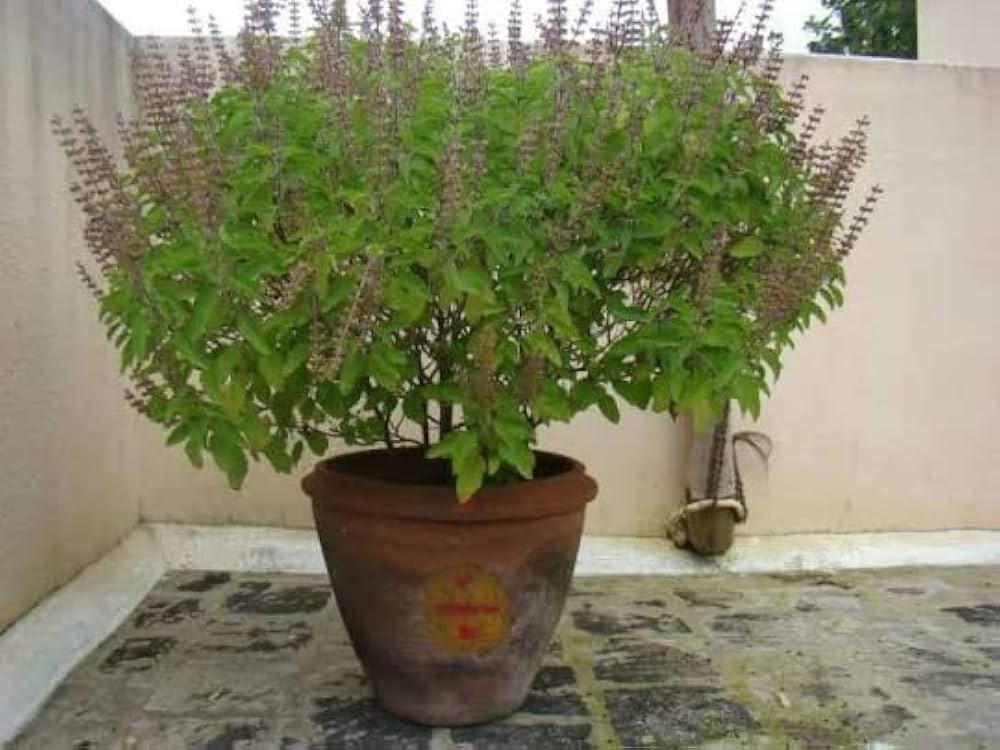 Holy Basil HR360 Seeds (Ocimum sanctum) for Sacred and Medicinal Gardens