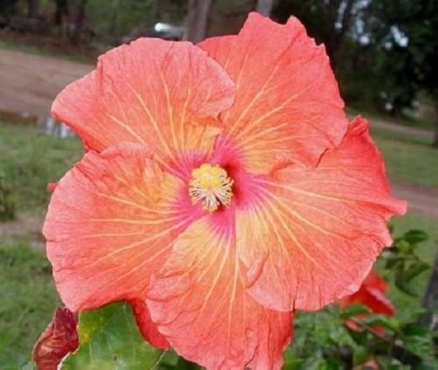 Evergrowseeds exotic coral hibiscus rosa-sinensis flower seeds for planting in garden beds, showcasing vibrant coral-colored blooms.