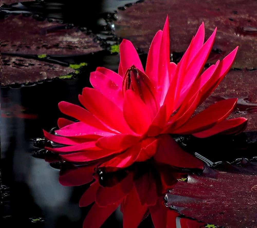 Red Longevity Flower Longevity spp. Seeds for Planting - Perfect for Home Garden & Flower Bed