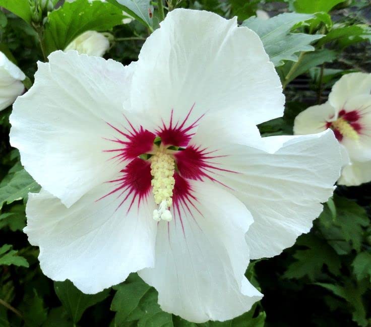 Syriacus Flower seeds for Planting - Pollinator Friendly, Heirloom & GMO Free Seeds for Home Garden